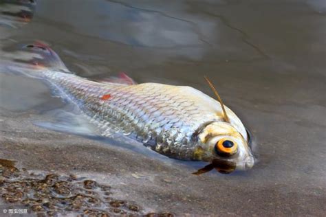 寵物魚死掉